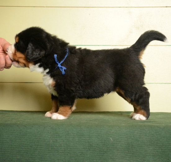 m blue 4 weeks 2