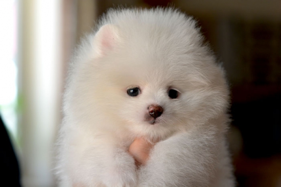 7 weeks 