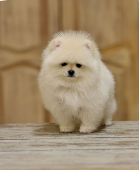 8 weeks