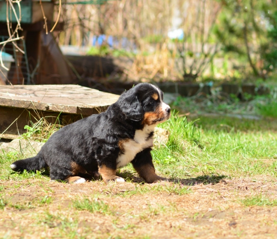 5 weeks 