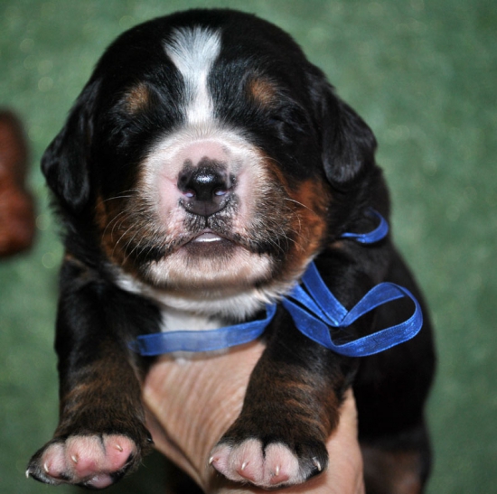 m blue 14 days