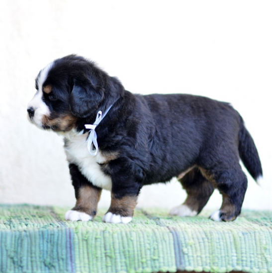 4 weeks 3
