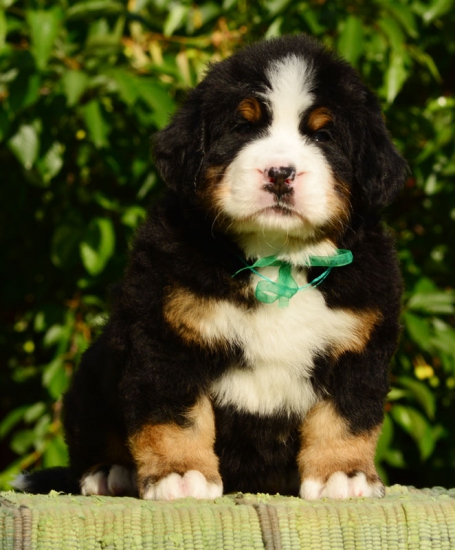 5 weeks 1