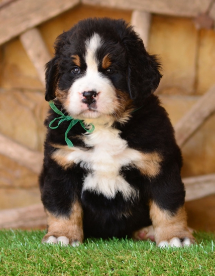 6 weeks 3