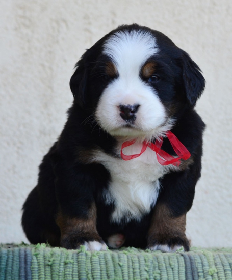 4 weeks