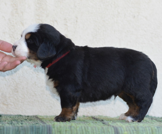 4 weeks 1