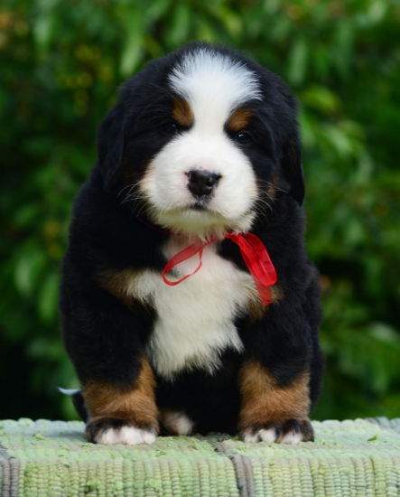 5 weeks 3