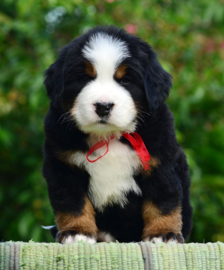 5 weeks 4