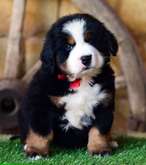 6 weeks 3