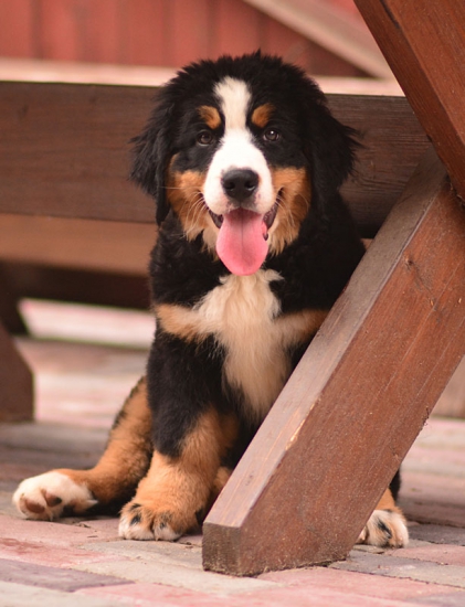 11 weeks 1