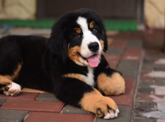 12 weeks 8