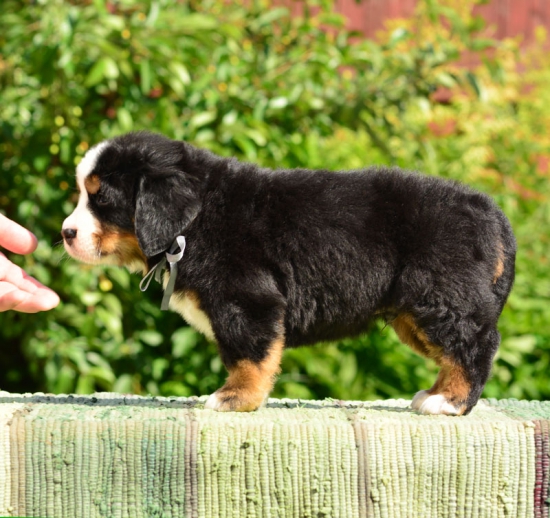 5 weeks 5