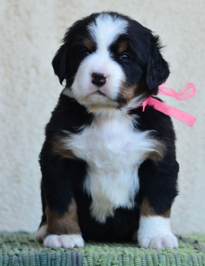 4 weeks 1