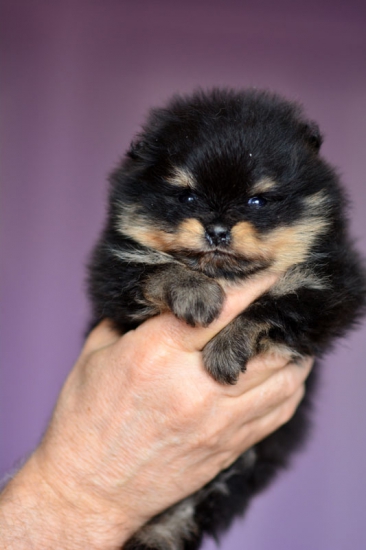 4 weeks