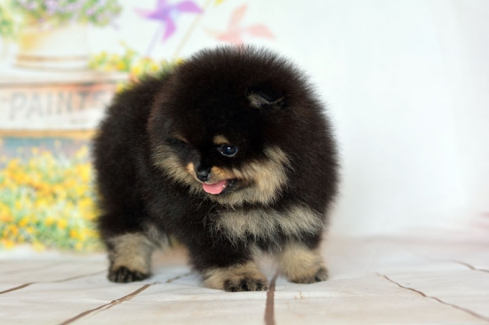 zh 7 weeks 1