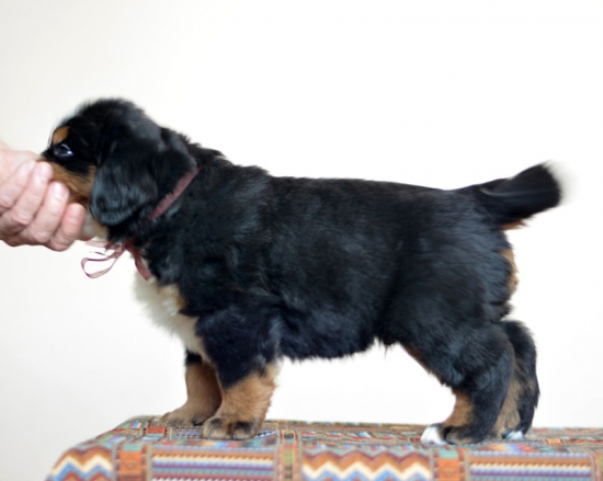 5 weeks 1