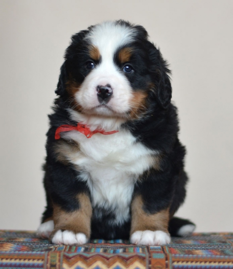 5 weeks 1