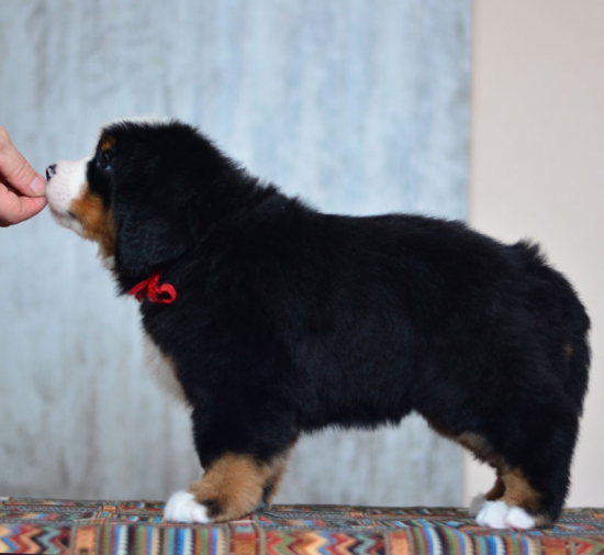 6 weeks 