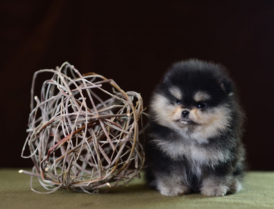 6 weeks 