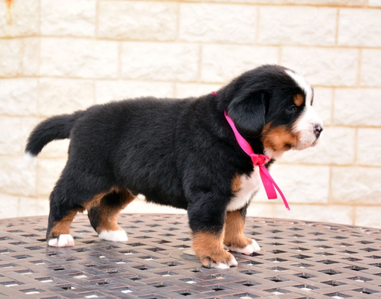 4 weeks 1