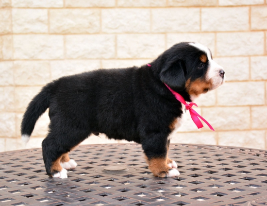 4 weeks 2