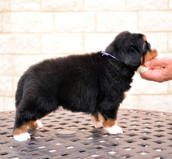 4 weeks 2