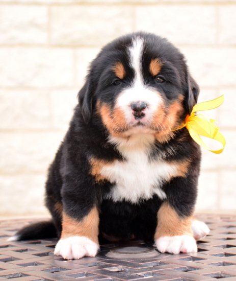 4 weeks