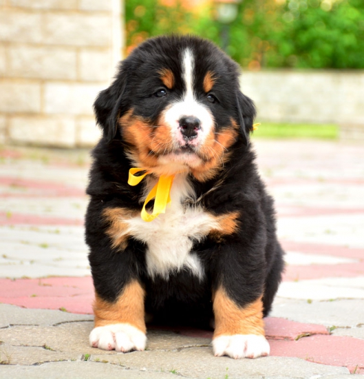 5 weeks