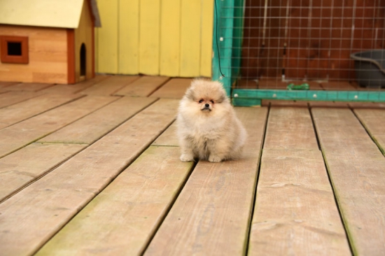 11weeks 1