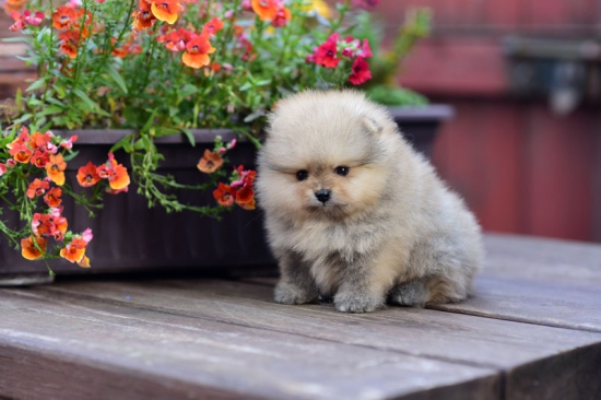 5 weeks 3