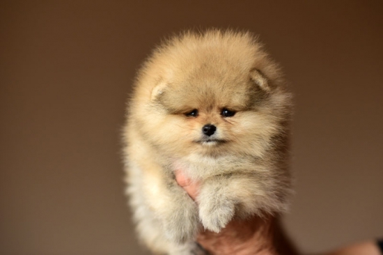 7 weeks 1