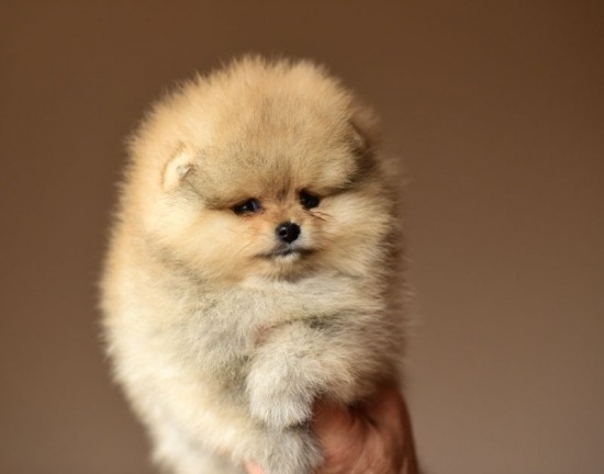 7 weeks 2