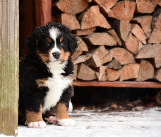 6 weeks 1