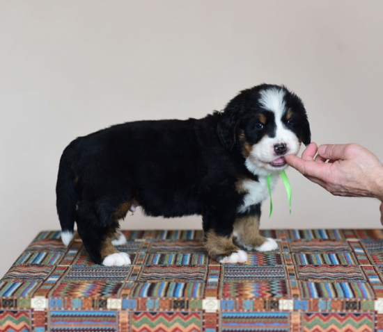 5 weeks 1