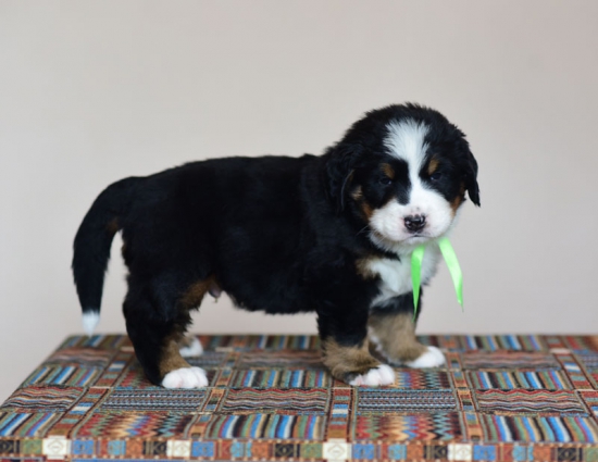 5 weeks 3