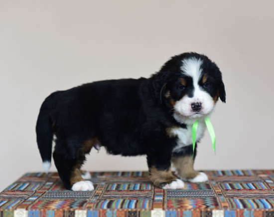 5 weeks 4