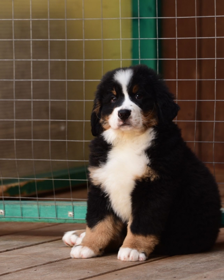 9 weeks 3