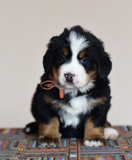 5 weeks