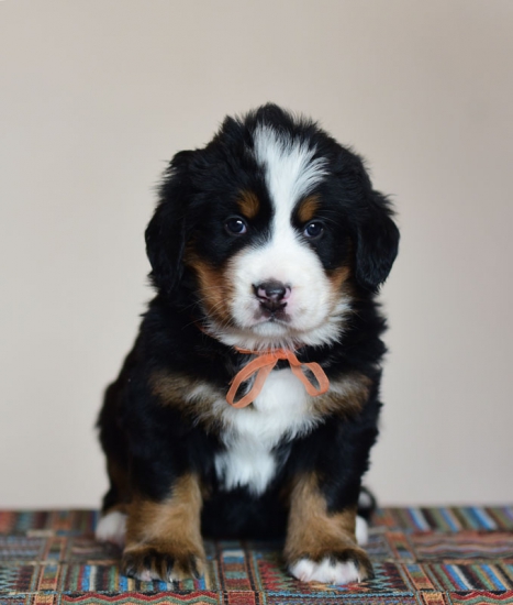 5 weeks 