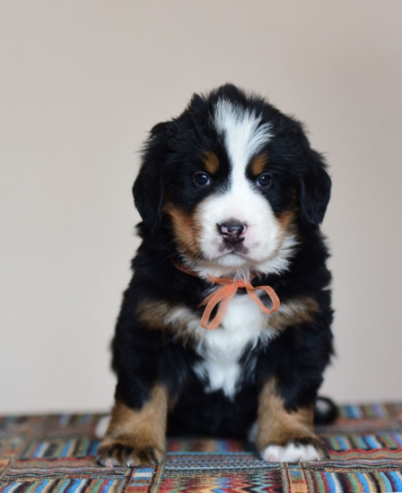 5 weeks 1