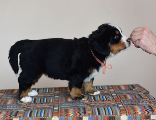 5 weeks 2