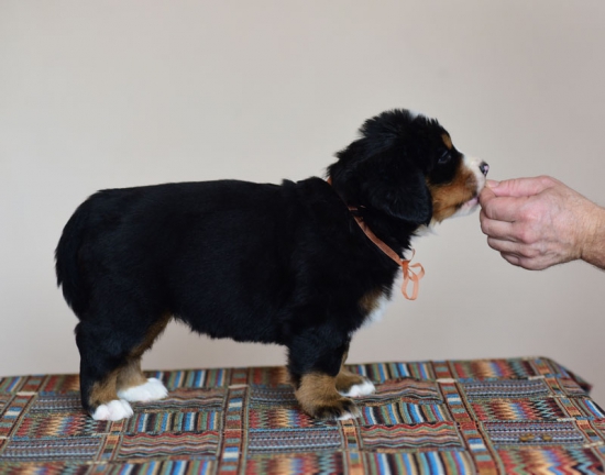 5 weeks 3