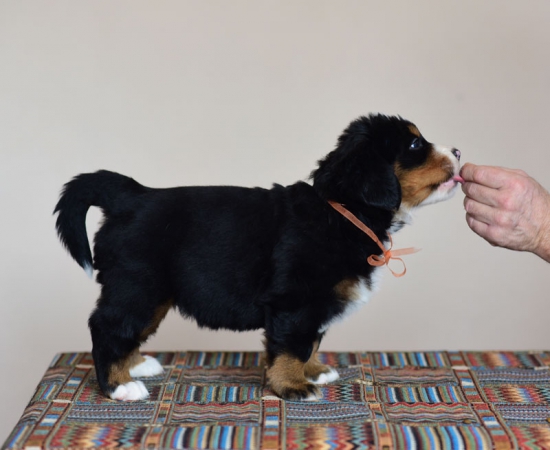 5 weeks 6