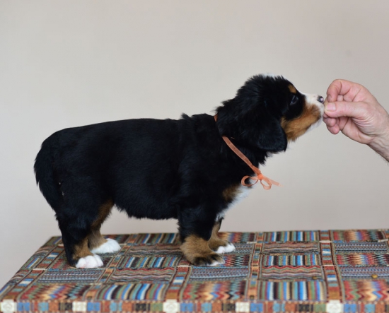 5 weeks 7