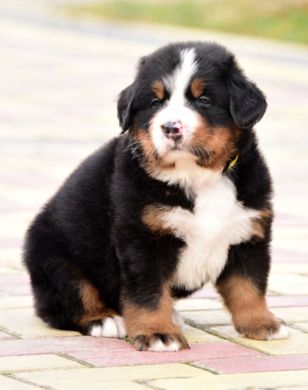 5 weeks 1