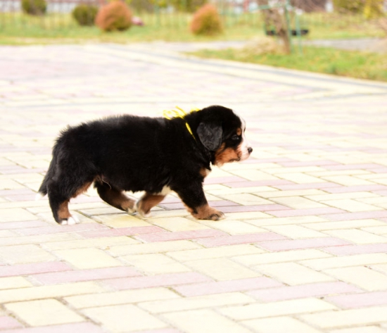 5 weeks 2