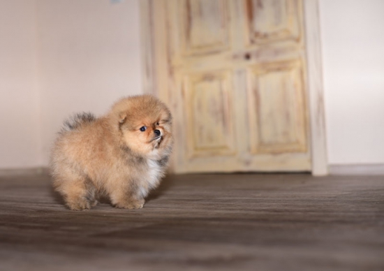 7 weeks 6