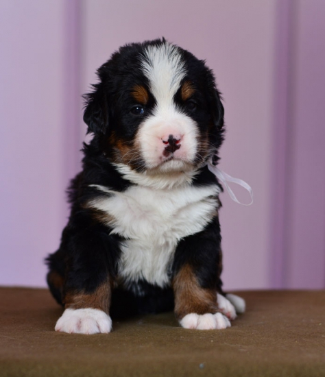 m white 4 weeks