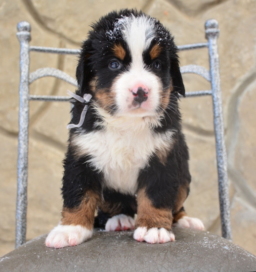 m white 5 weeks