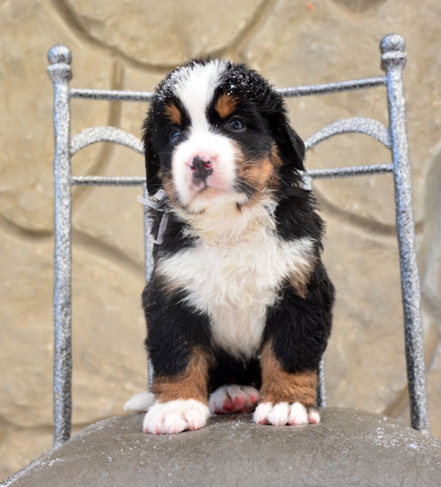 m white 5 weeks 4